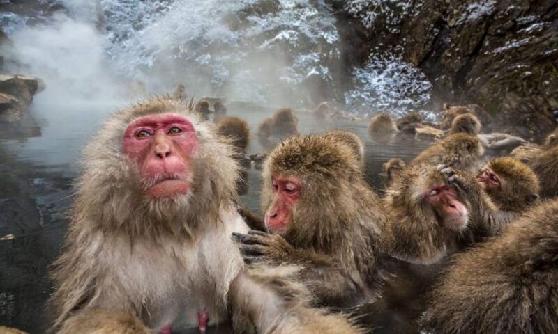 Nagano: Snow Monkeys, Zenko-ji Temple, and Lake Nojiri Tour - Key Points