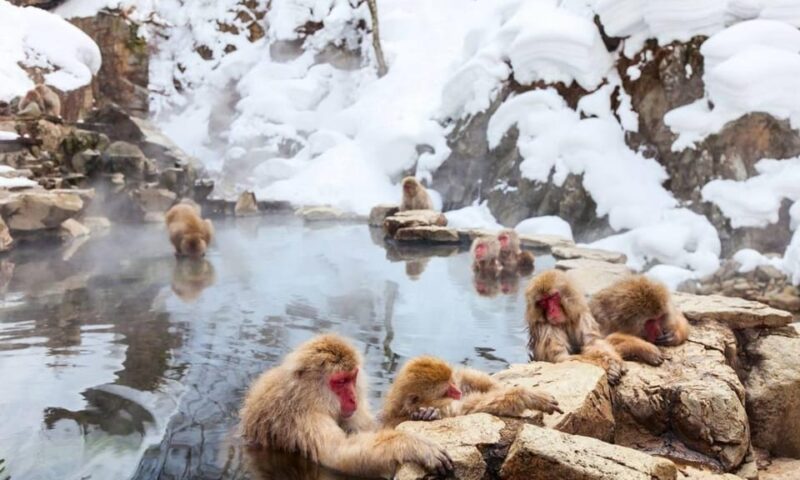 Nagano: Snow Monkeys, Zenko-ji Temple, and Lake Nojiri Tour - Jigokudani Monkey Park