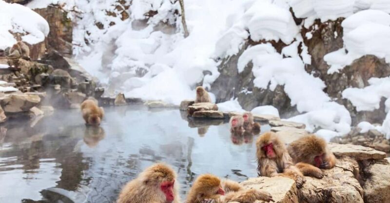 Nagano: Snow Monkeys, Zenko-ji Temple, and Lake Nojiri Tour - Zenko-ji Temple