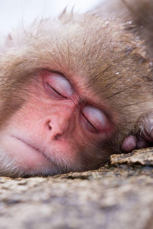 Nagano: Snow Monkeys & Zenko-ji Tomyo Lantern Festival Tour - Key Points