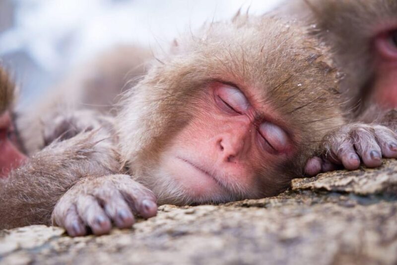 Nagano: Snow Monkeys & Zenko-ji Tomyo Lantern Festival Tour - Jigokudani Monkey Park