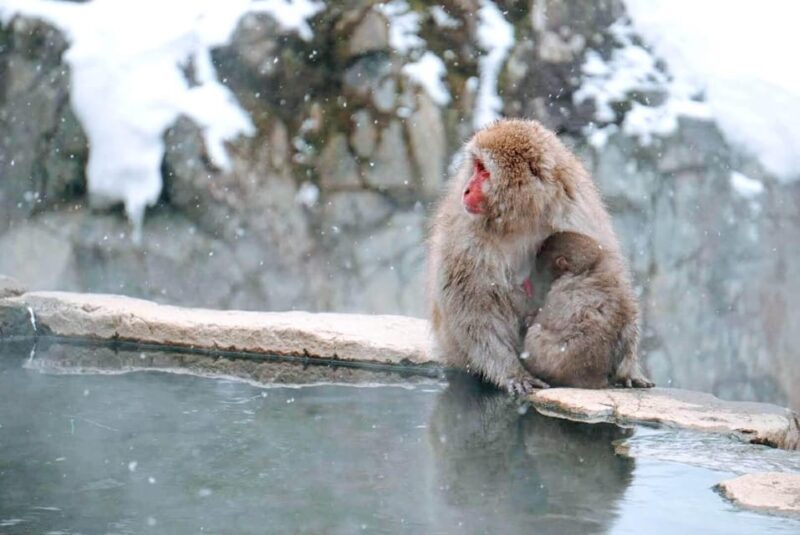 Nagano: Snow Monkeys & Zenko-ji Tomyo Lantern Festival Tour - Sake Brewery