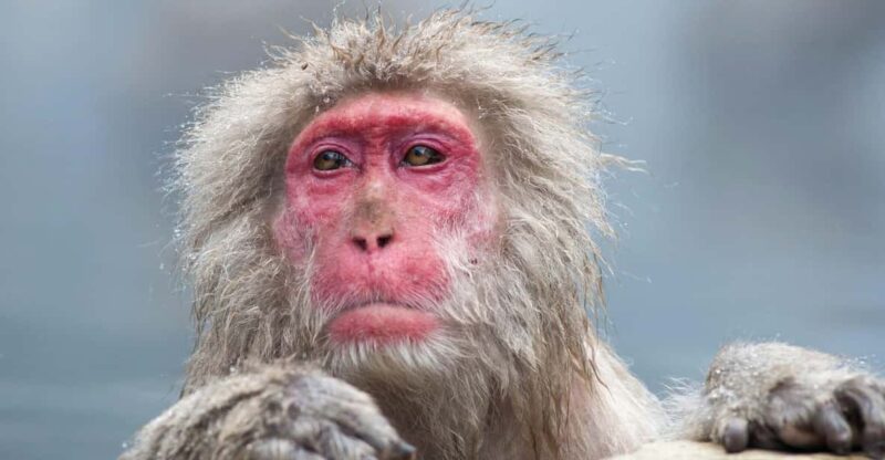 Nagano: Snow Monkeys, Zenkoji Temple & Sake Customized Trip - Jigokudani Monkey Park Experience