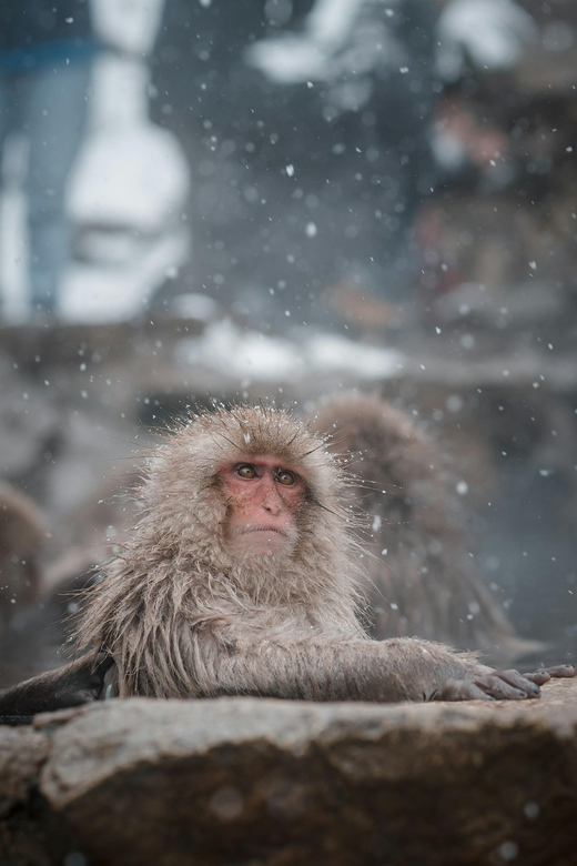 Nagano: Snow Monkeys, Zenkoji Temple & Sake Customized Trip - Savoring Naganos Culinary Delights