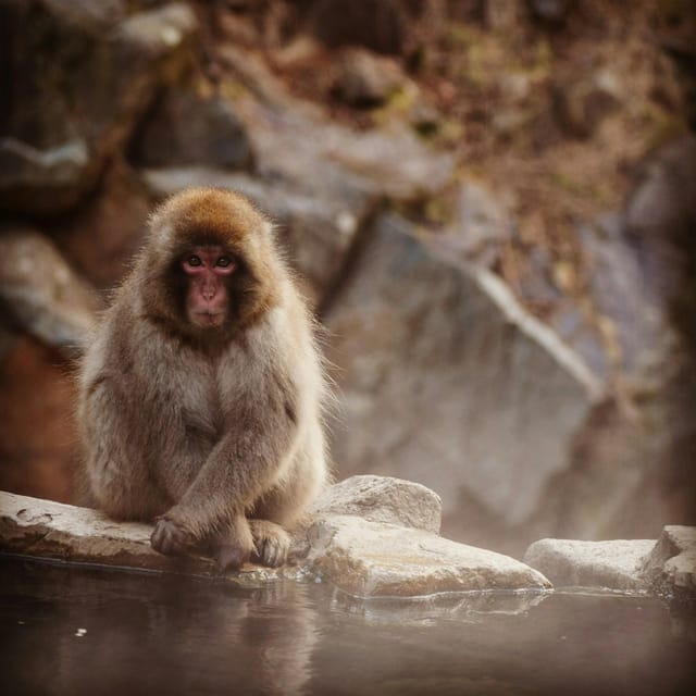 Nagano: Snow Monkeys, Zenkoji Temple & Sake Customized Trip - Frequently Asked Questions