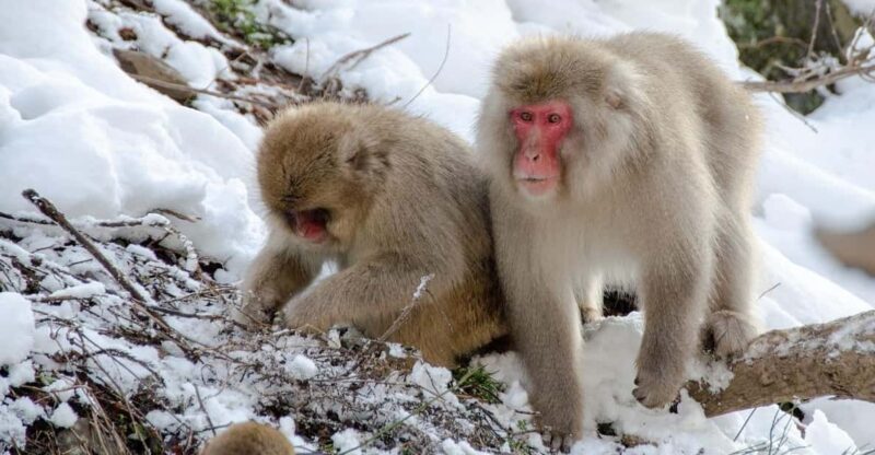 Nagano: Snow Monkeys, Zenkoji Temple & Sake Day Private Tour - Key Points