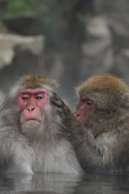 Nagano: Snow Monkeys, Zenkoji Temple & Sake Day Private Tour - Jigokudani Monkey Park