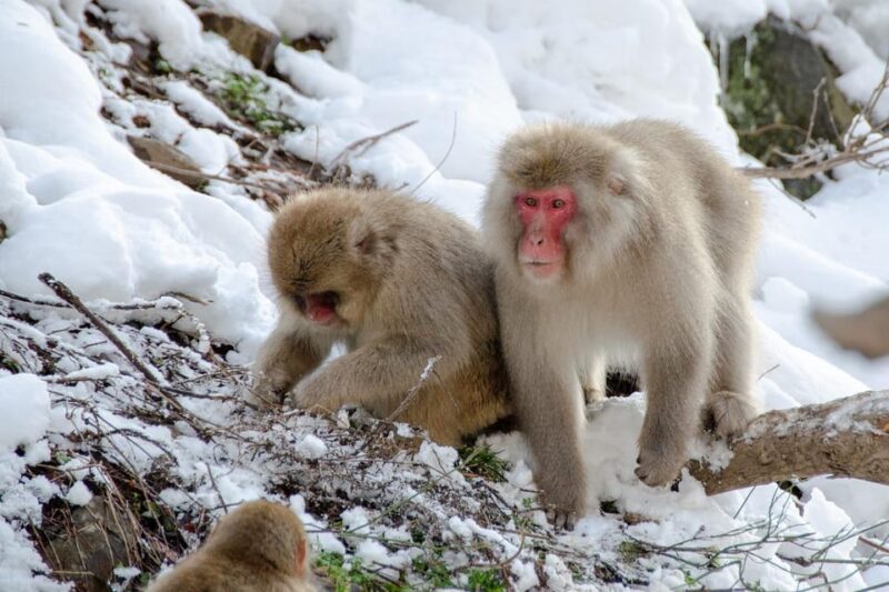 Nagano: Snow Monkeys, Zenkoji Temple & Sake Day Private Tour - Zenkoji Temple Exploration