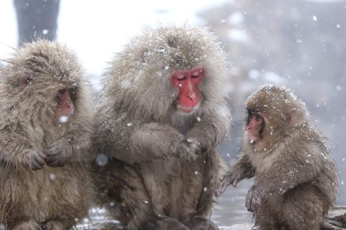 Nagano: Snow Monkeys, Zenkoji Temple & Sake Day Private Tour - Obuse Town Tour
