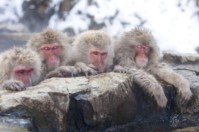 Nagano: Snow Monkeys, Zenkoji Temple & Sake Day Private Tour - Included Amenities