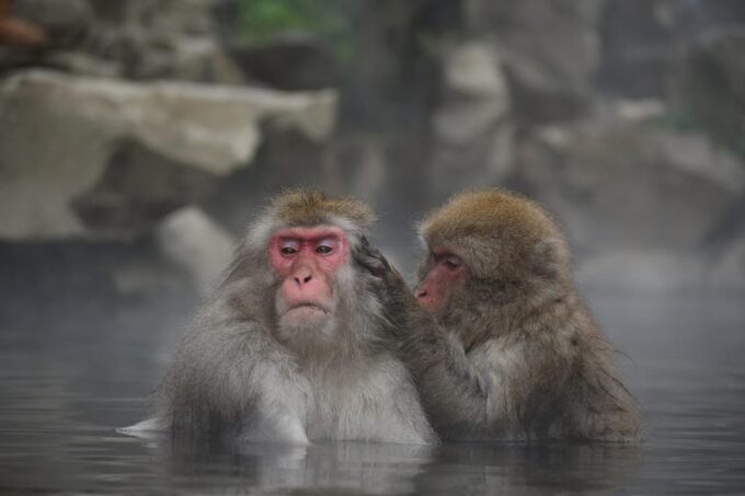 Nagano: Snow Monkeys, Zenkoji Temple & Sake Day Private Tour - Flexible Itinerary