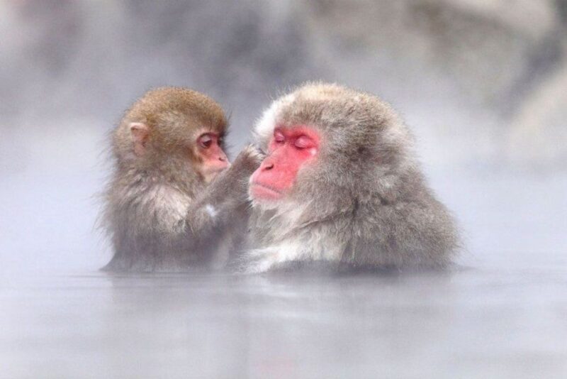 Nagano: Snow Monkeys, Zenkoji Temple & Sake Day Trip - Encountering the Snow Monkeys