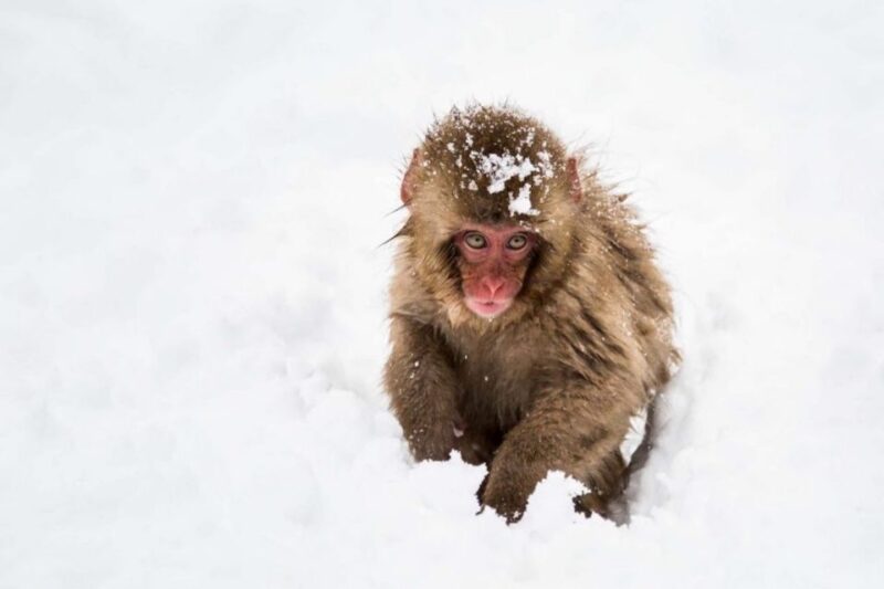 Nagano: Snow Monkeys, Zenkoji Temple & Sake Day Trip - Sake Tasting Experience