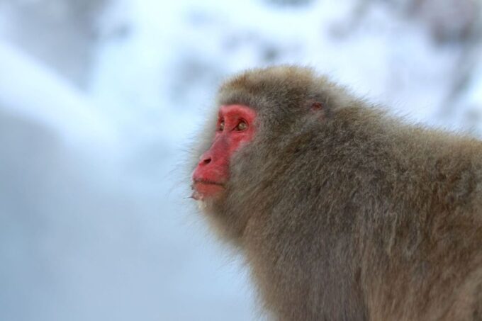 Nagano: Snow Monkeys, Zenkoji Temple & Sake Day Trip - Shuttle Service to Hakuba