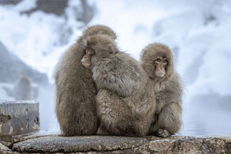 Nagano: Snow Monkeys, Zenkoji Temple - Key Points
