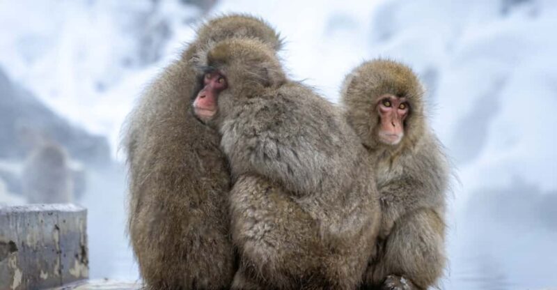 Nagano: Snow Monkeys, Zenkoji Temple - Relaxing at Shibu Onsen