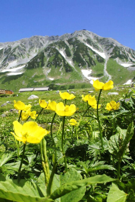 Nagano: Tateyama-Kurobe Guided Walking Tour - FAQ