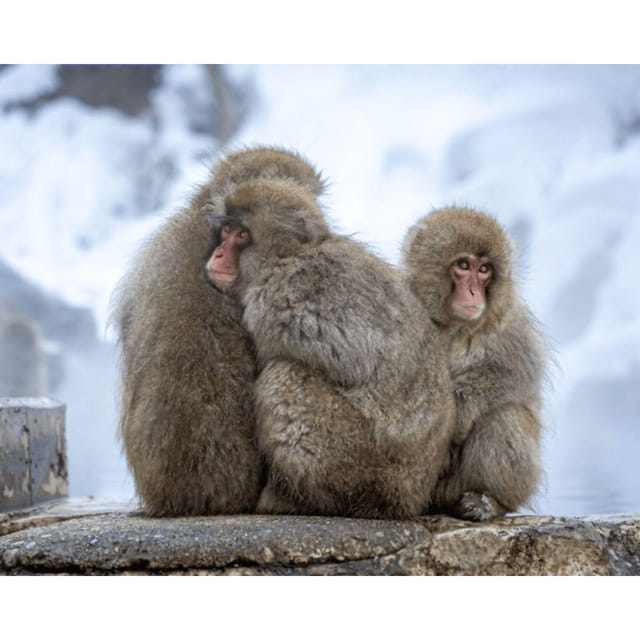 Nagano/Tokyo: Snow Monkey and Zenkoji Temple Private Tour - Discovering the Charming Town of Obuse