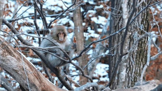 Nagano/Tokyo: Snow Monkey and Zenkoji Temple Private Tour - FAQ