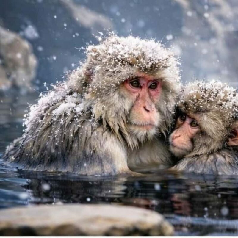Nagano/Tokyo: Snow Monkey Private Car Tour Hotel Pick & Drop - Who Should Consider This Tour?