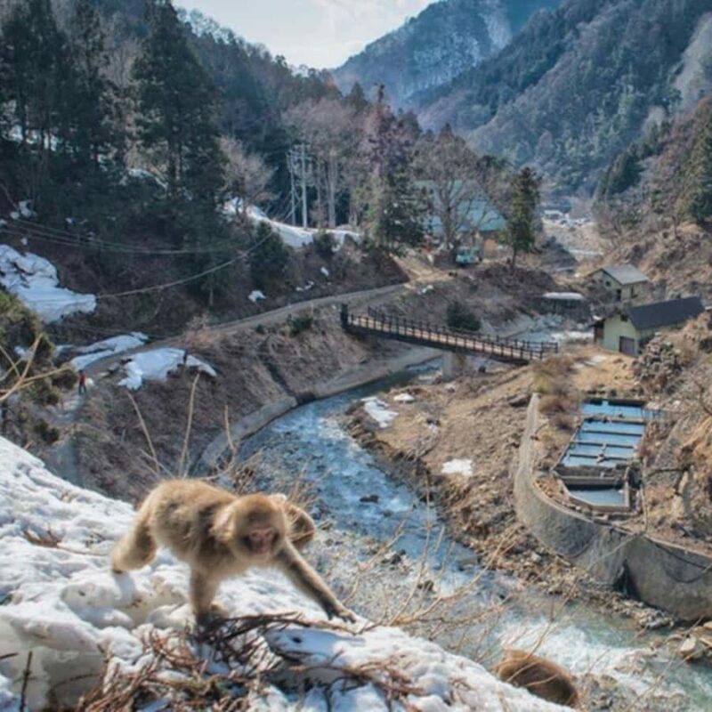 Nagano/Tokyo: Snow Monkey Private Car Tour Hotel Pick & Drop - FAQs