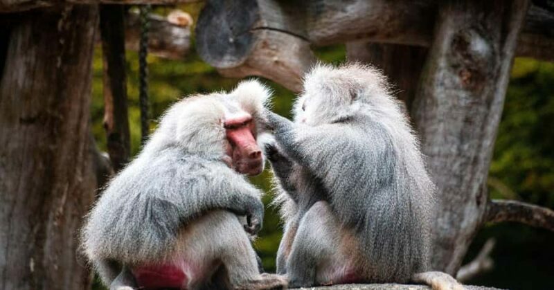 Nagano/ Tokyo: Snow Monkey Private Day Tour Fully Customised - Final Thoughts