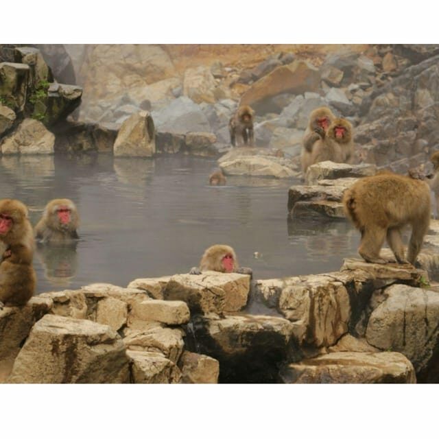 Nagano Tokyo: Snow Monkey Private Day Tour Hotel Pick & Drop - Authentic Experiences That Make the Difference
