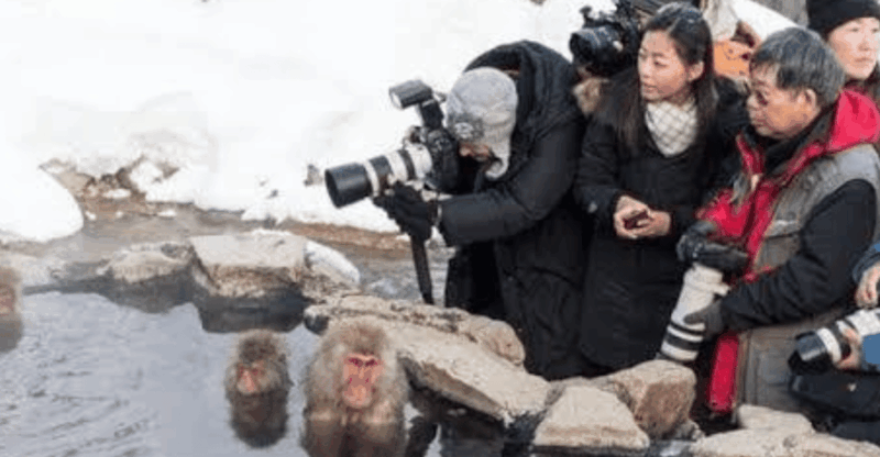Nagano & Tokyo: Snow Monkey & Zenkoji Temple Private Tour - Tour Overview