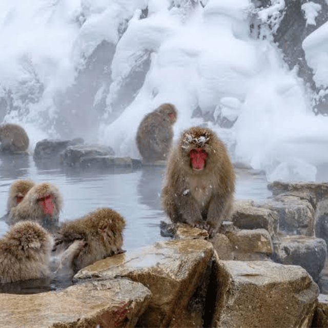 Nagano & Tokyo: Snow Monkey & Zenkoji Temple Private Tour - Jigokudani Monkey Park: Wild Japanese Macaques