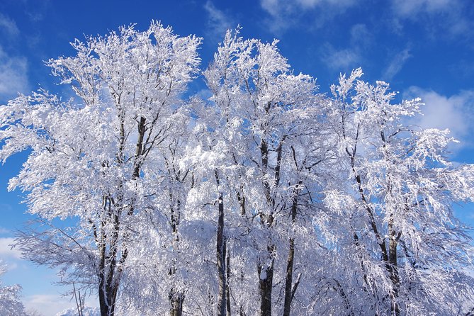 Nagano Winter Special Tour Snow Monkey and Snowshoe Hiking!! - Snowshoe Hiking Adventure