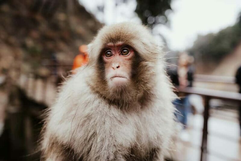 Nagano: Zenkoji Temple, Snow Monkeys, and Obuse Tour - A Complete Look at Nagano’s Highlights