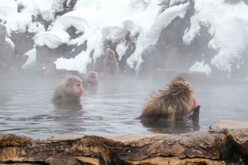 Nagano: Zenkoji Temple, Snow Monkeys, and Obuse Tour - FAQs