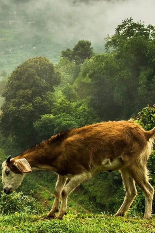 Nagarkot Sunrise View and Day Hiking From Kathmandu - Nagarkot Panoramic Hiking Trail