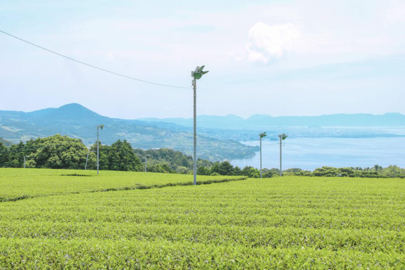 Nagasaki: Explore Japanese Teas on a Tea Tour - Highlights of the Experience