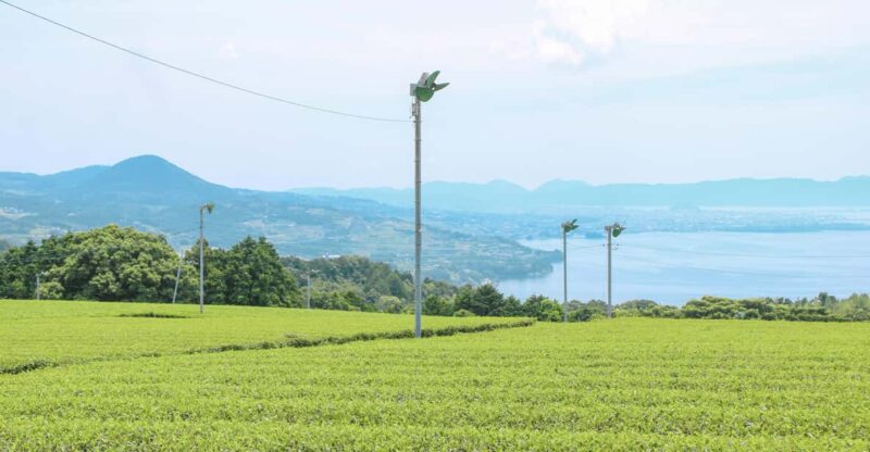 Nagasaki: Explore Japanese Teas on a Tea Tour - Exploring Sonogis Tea Fields