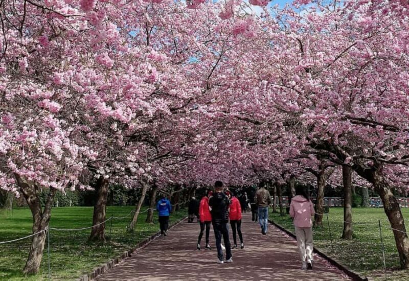 Nagasaki: Private & Custom Cherry Blossom Tour with a Local - An In-Depth Look at the Nagasaki Cherry Blossom Experience