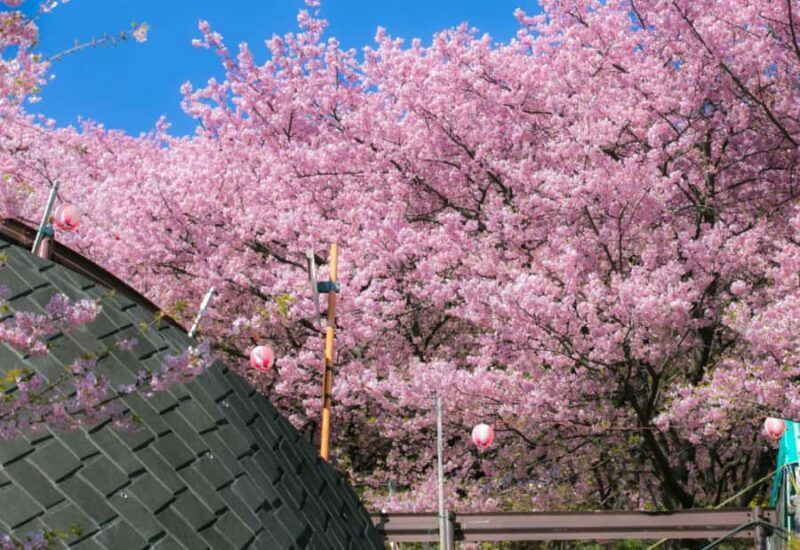 Nagasaki: Private & Custom Cherry Blossom Tour with a Local - The Sum Up
