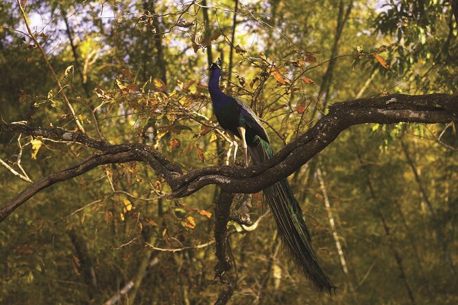 Nagpur to Pench, Satpura & Kanha National Park, Tiger Safari Tour - Pickup and Confirmation