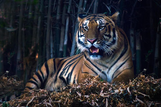 Nagpur to Pench, Satpura & Kanha National Park, Tiger Safari Tour - Discovering Pench National Park