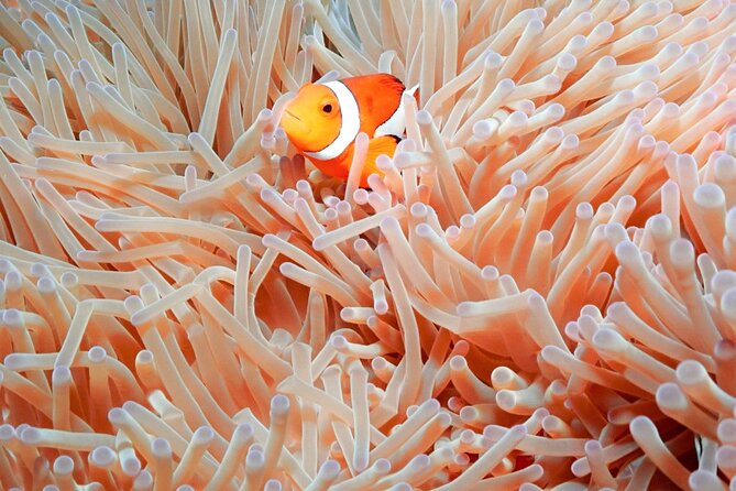 Naha: Full-Day Introductory Diving & Snorkeling in the Kerama Islands, Okinawa - Kerama Islands Diving Experience