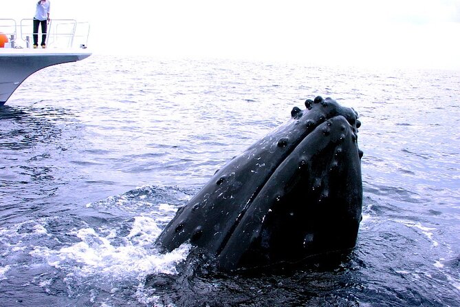 Naha: Kerama Islands Snorkeling Tour/Limited Time Whale Watching - Customer Feedback and Recommendations