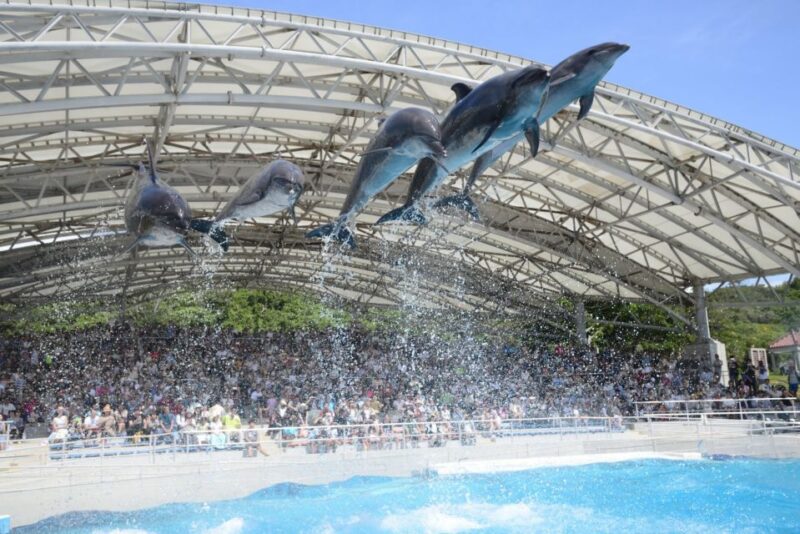 Naha: North Okinawa Sightseeing Tour & Churaumi Aquarium - Important Information