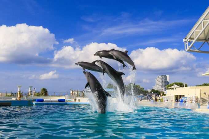 Naha: North Okinawa Sightseeing Tour & Churaumi Aquarium - Kouri Island and Ocean Expo Park