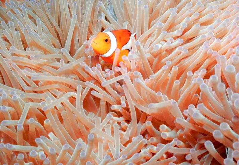 Naha, Okinawa: Kerama Islands Full-Day Intro-Diving Trip - Certified Instructors and Safety