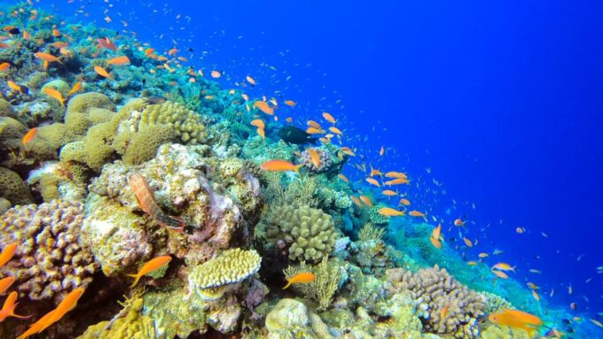 Naha, Okinawa: Kerama Islands Full-Day Intro-Diving Trip - Restrictions and Requirements