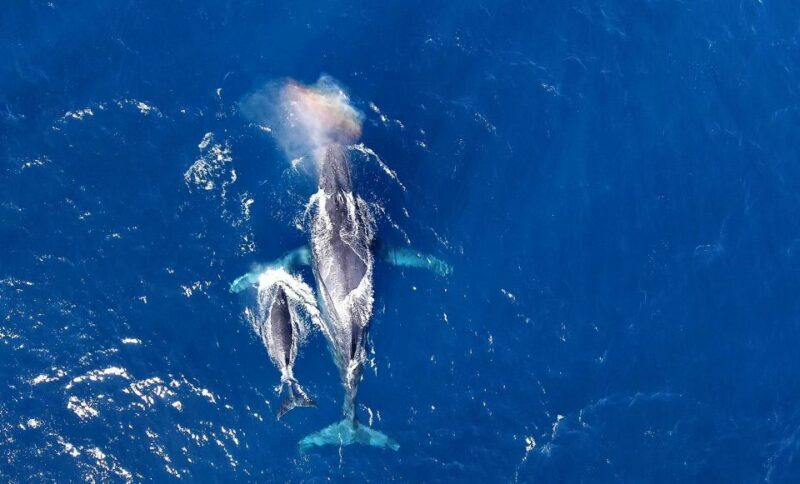 Naha, Okinawa: Kerama Islands Half-Day Whale Watching Tour - Setting the Scene: What to Expect