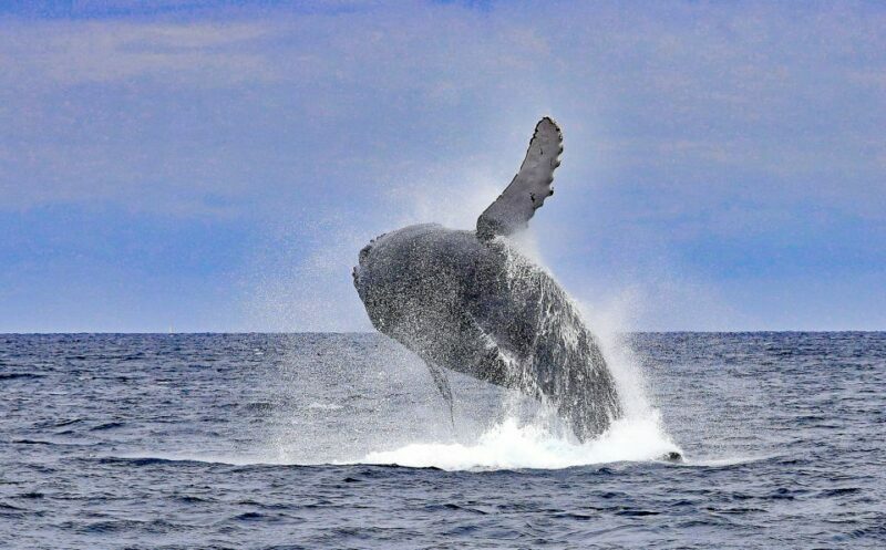 Naha, Okinawa: Kerama Islands Half-Day Whale Watching Tour - Itinerary Breakdown