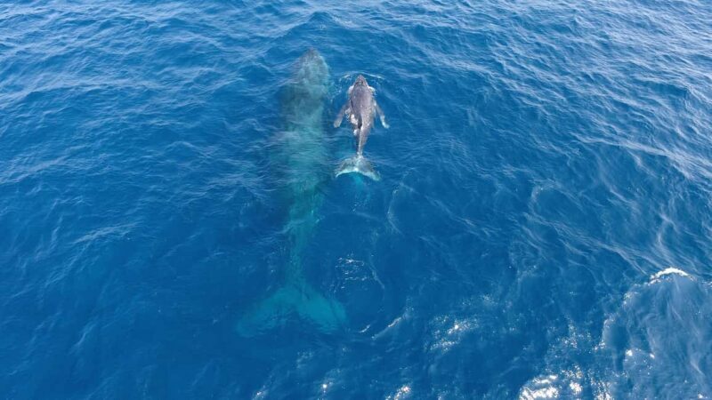 Naha, Okinawa: Kerama Islands Half-Day Whale Watching Tour - Practical Tips for Travelers