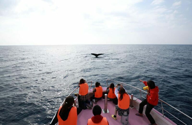 Naha, Okinawa: Kerama Islands Half-Day Whale Watching Tour - Who Will Love This Tour?