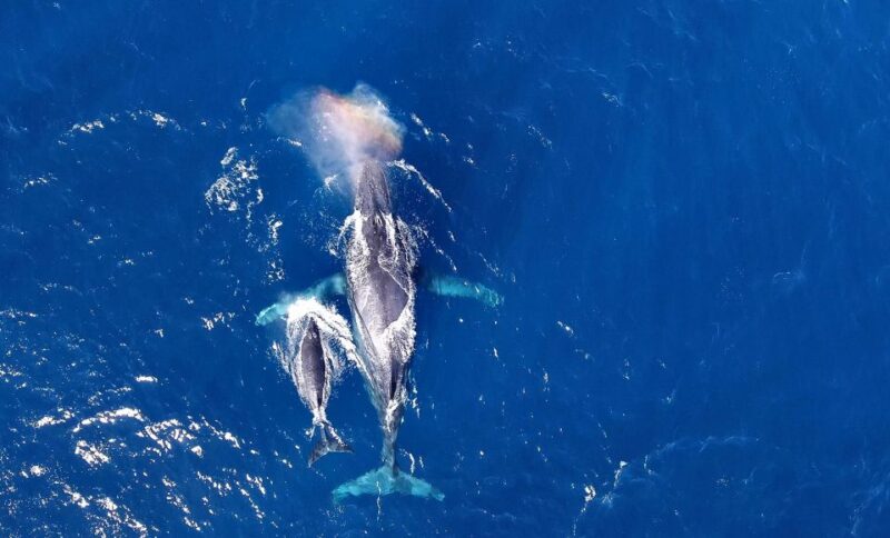 Naha, Okinawa: Kerama Islands Half-Day Whale Watching Tour - Highlights of the Experience